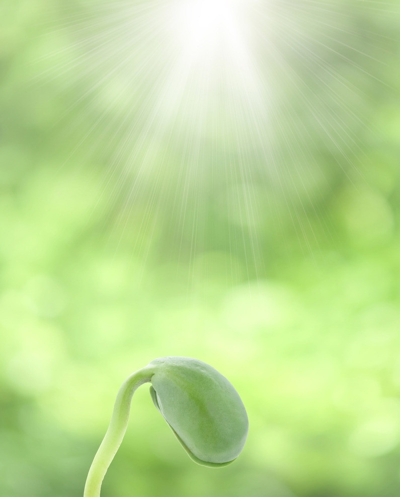 绿芽 新芽 嫩芽 绿色生命 绿色植物 植物栽培 生命 绿色 环保 春天