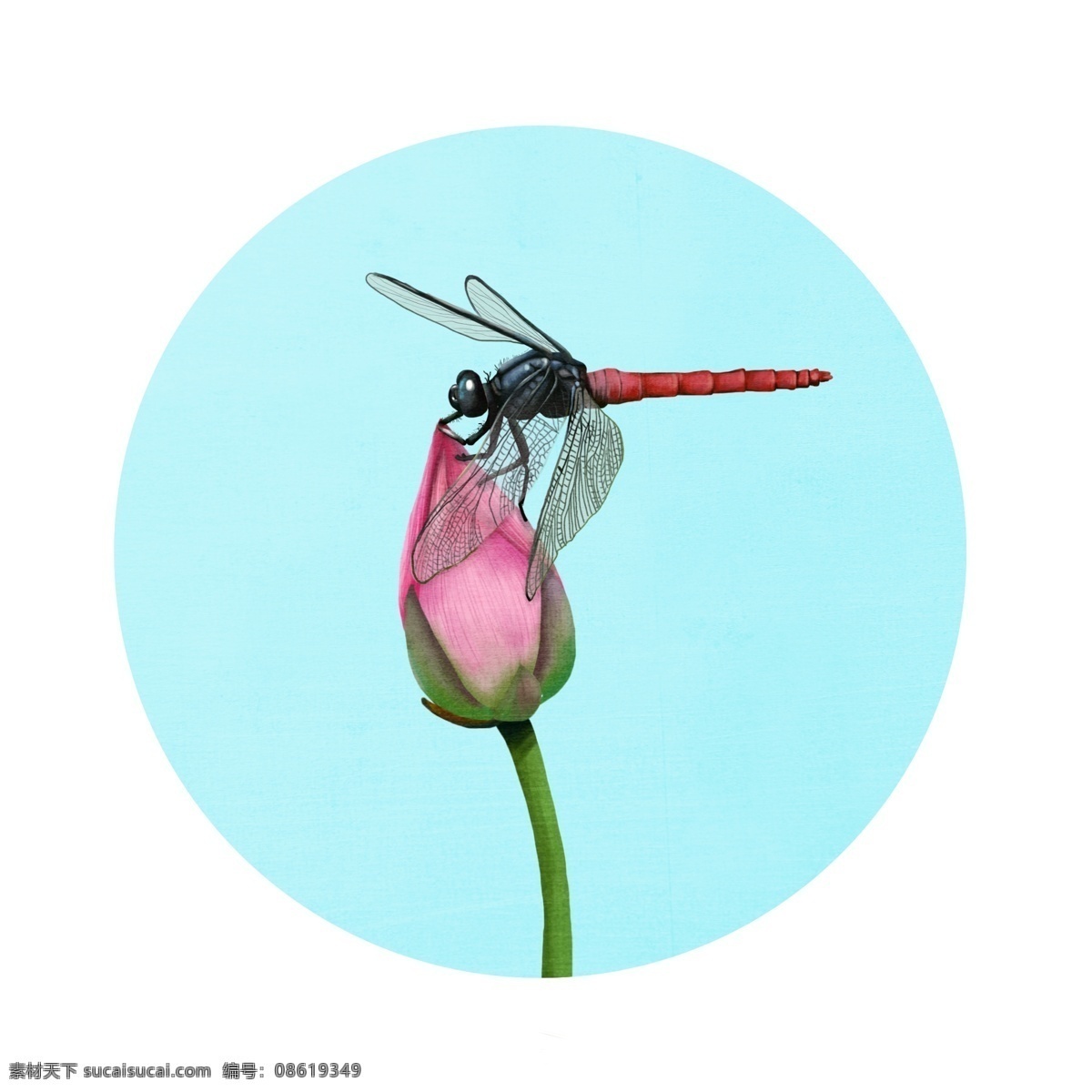 手绘 风格 蜻蜓 元素 插画 昆虫 飞 虫子 荷花 夏季