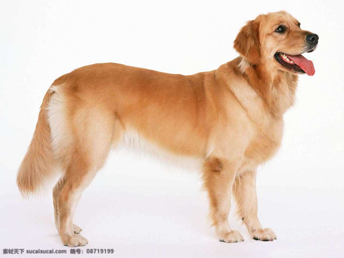 狗 小狗狗 小动物 dog 狗宝宝 犬 小狗 家禽 宠物狗 狗狗 家禽家畜 生物世界