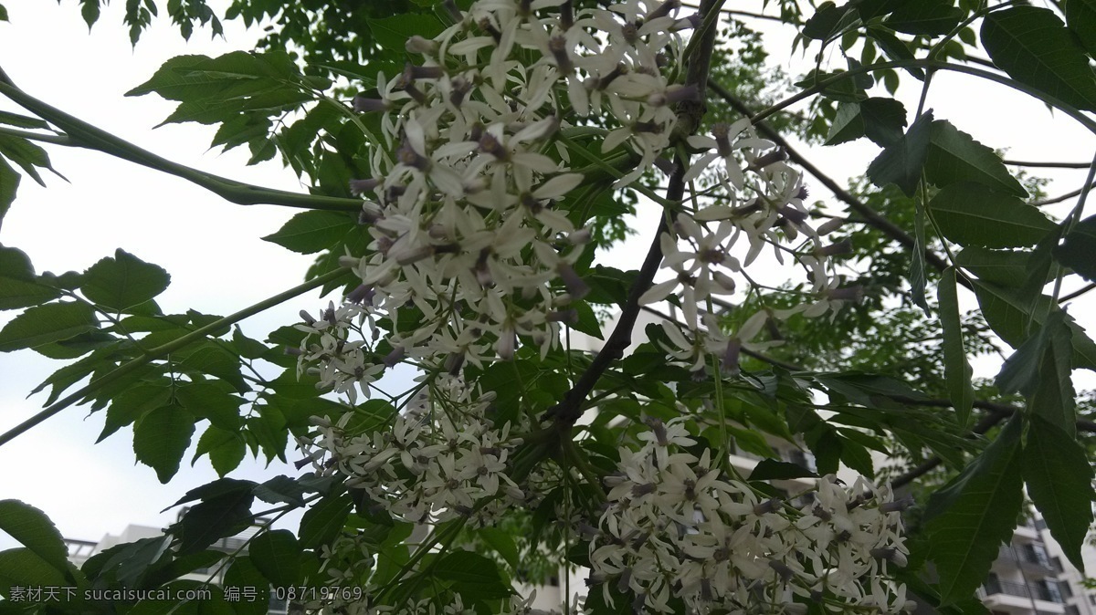 苦楝花 白色 美丽 花开 花香 花草 生物世界