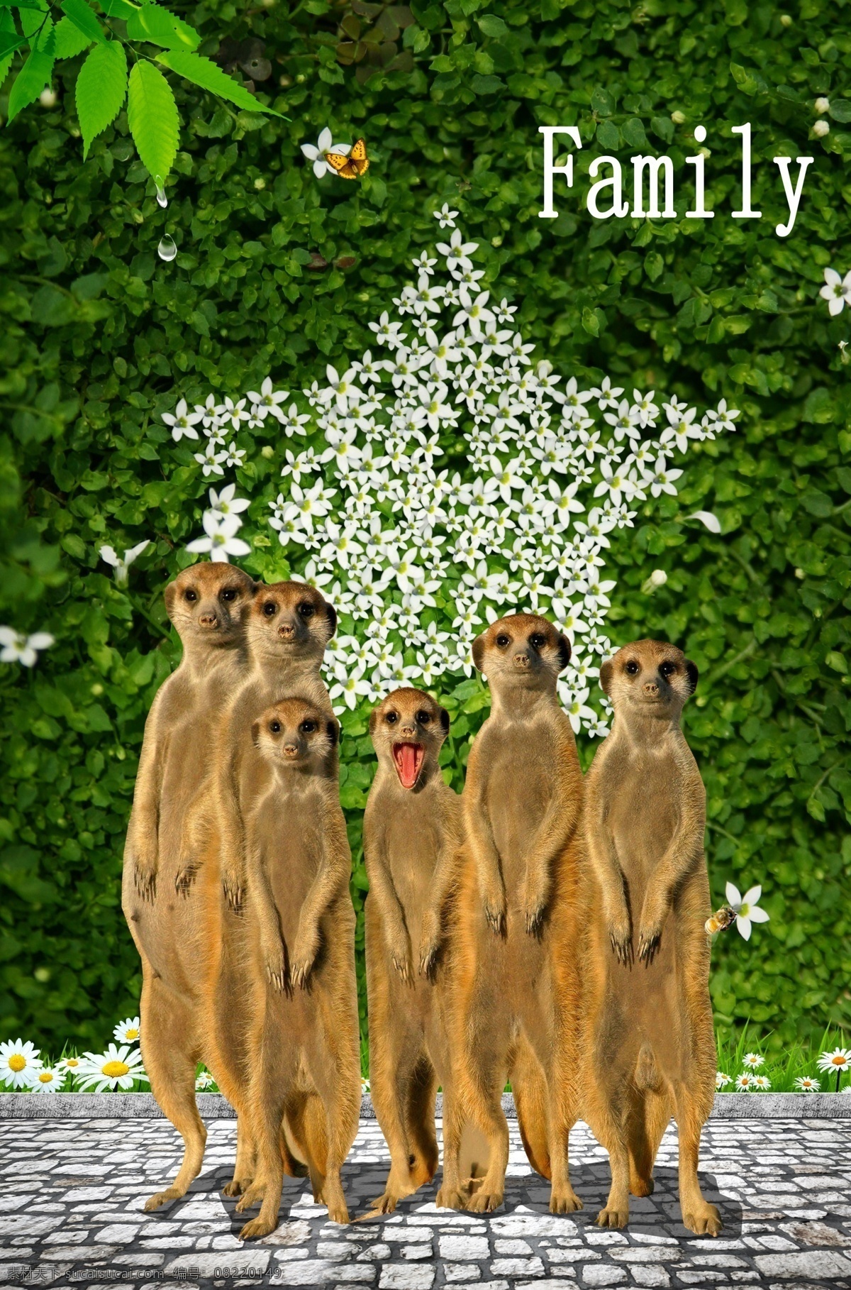 一家人 家人 鼠 土拨鼠 五角星 family 爬墙虎 分层 源文件