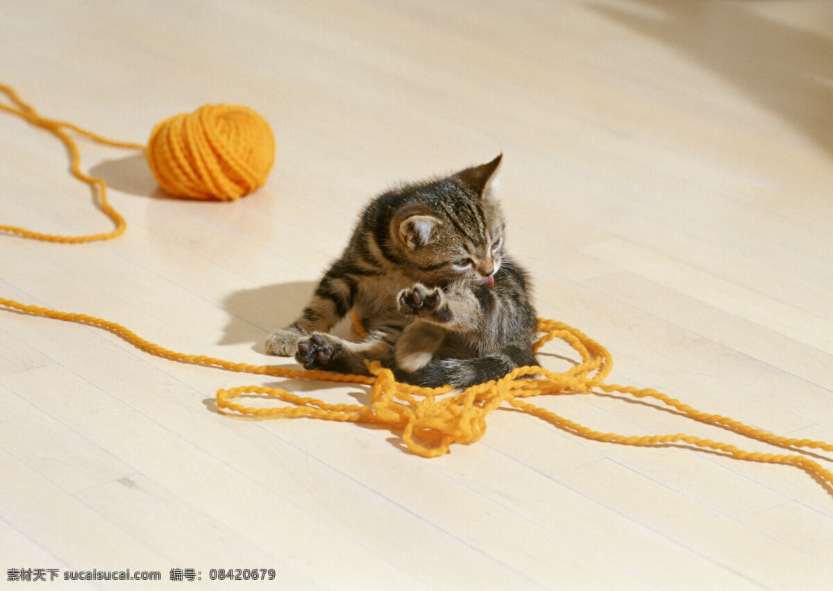 毛线 小猫 动物摄影 宠物 猫 可爱的猫 家猫 猫咪 小猫图片 家禽家畜 生物世界 猫咪图片