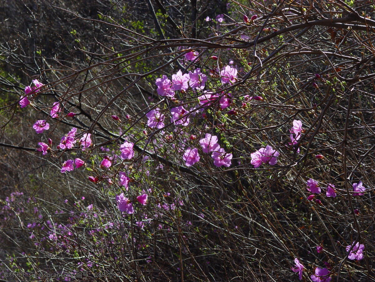 粉色 花 背景 粉色花 花朵 摄影图 植物 自然 近景 生物世界