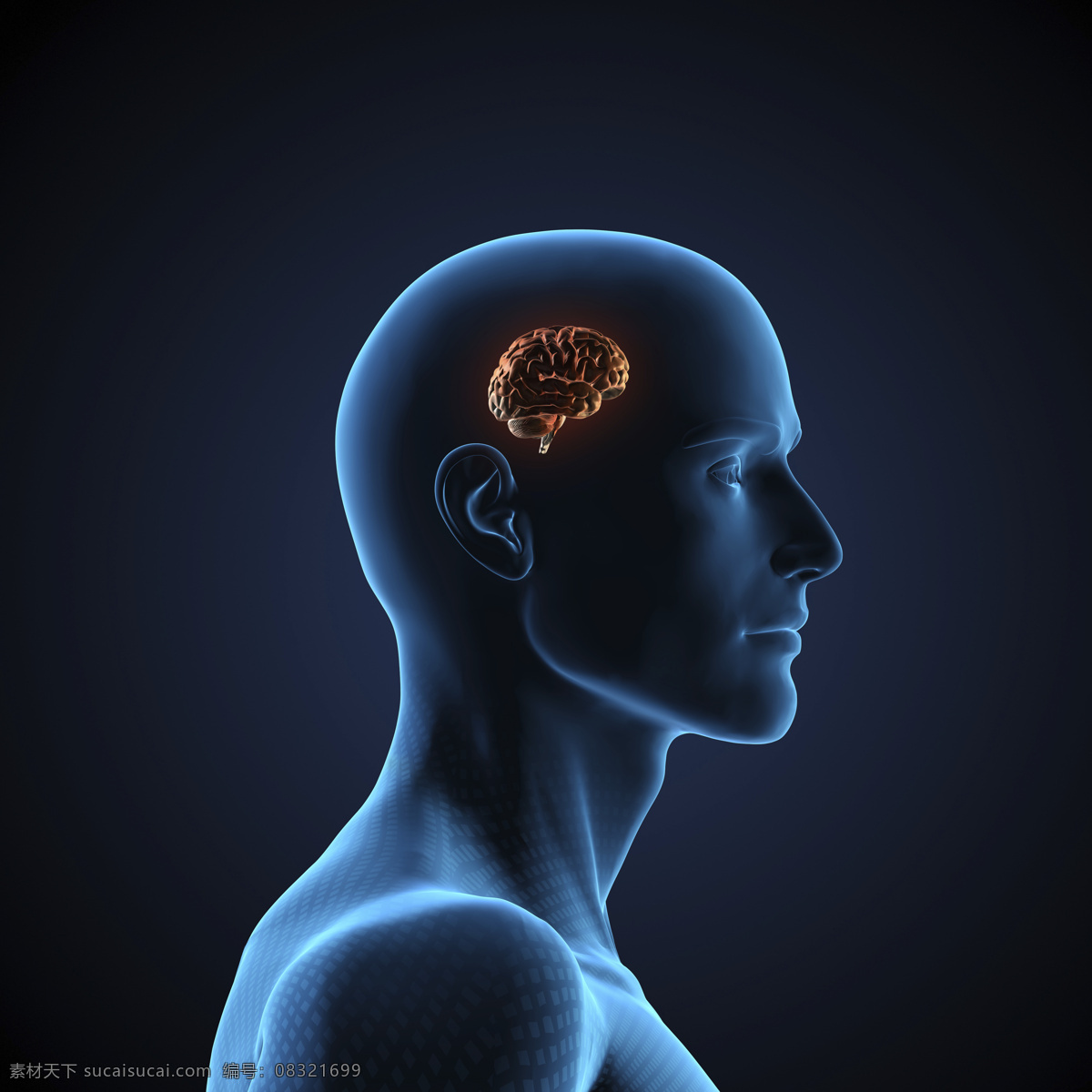 人体 大脑 器官 示意 人体器官 人体骨骼 骨骼结构 医学科技 医疗科技 人体结构 ct 人体器官图 人物图片