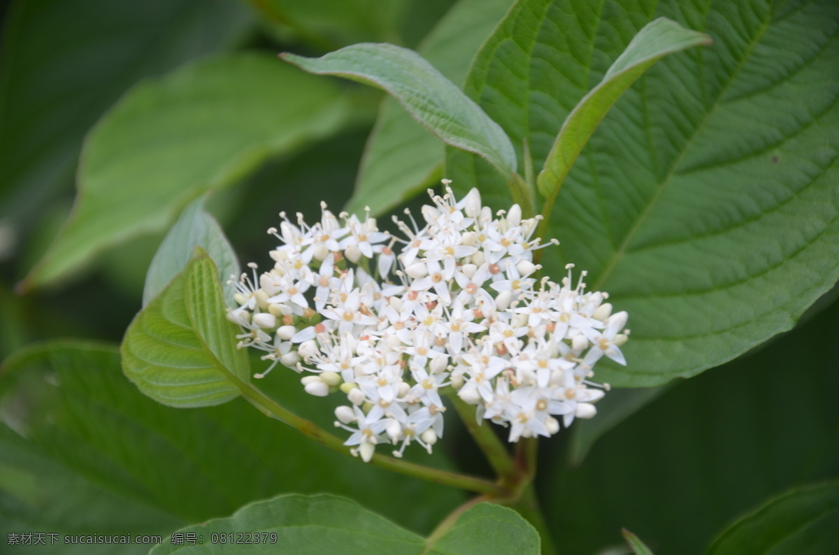 红瑞木的花 树木 红瑞木 凉子木 山茱萸 科 棶 木 属 落叶灌木 聚伞花序顶生 花小 白色 一枝 花草树木 树木树叶 生物世界