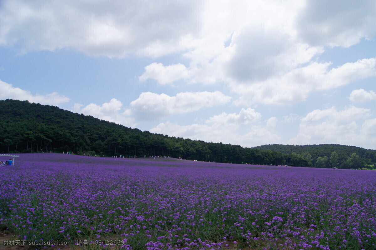 沈阳 薰衣草 庄园 紫色背景 紫色薰衣草 风景 生活 旅游餐饮