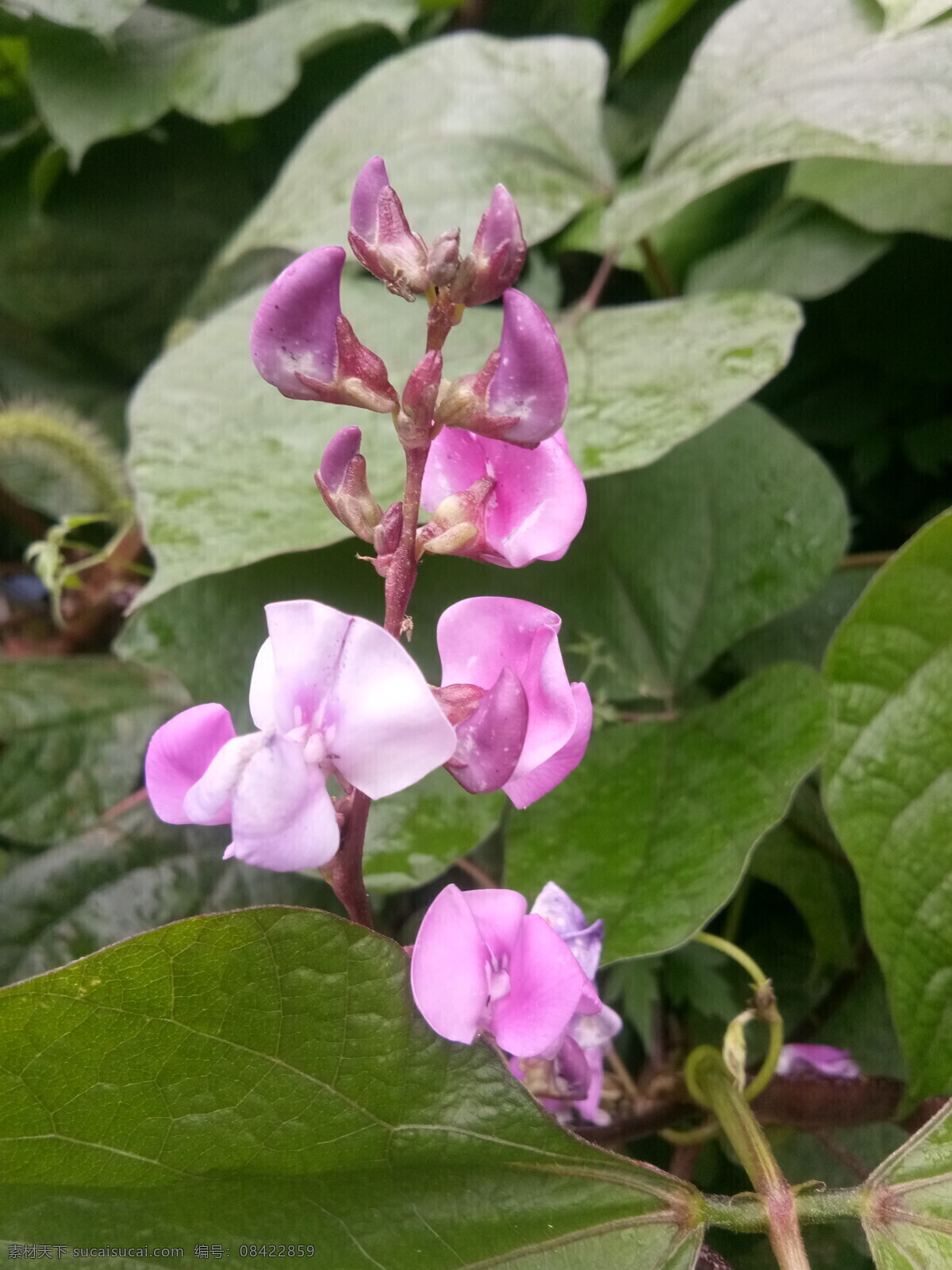 秋天 野花 扁豆花 芸豆 绿叶 生物世界 花草