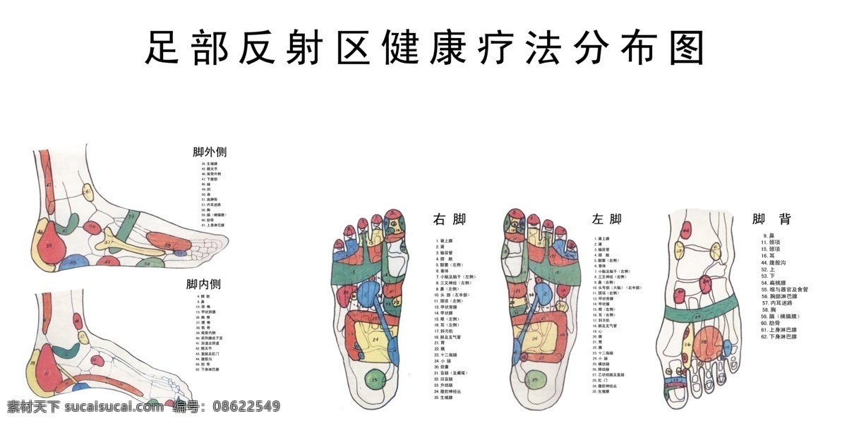 足 部 反射 区 健康 疗法 分布图 足部穴位图片 文字 分层 源文件
