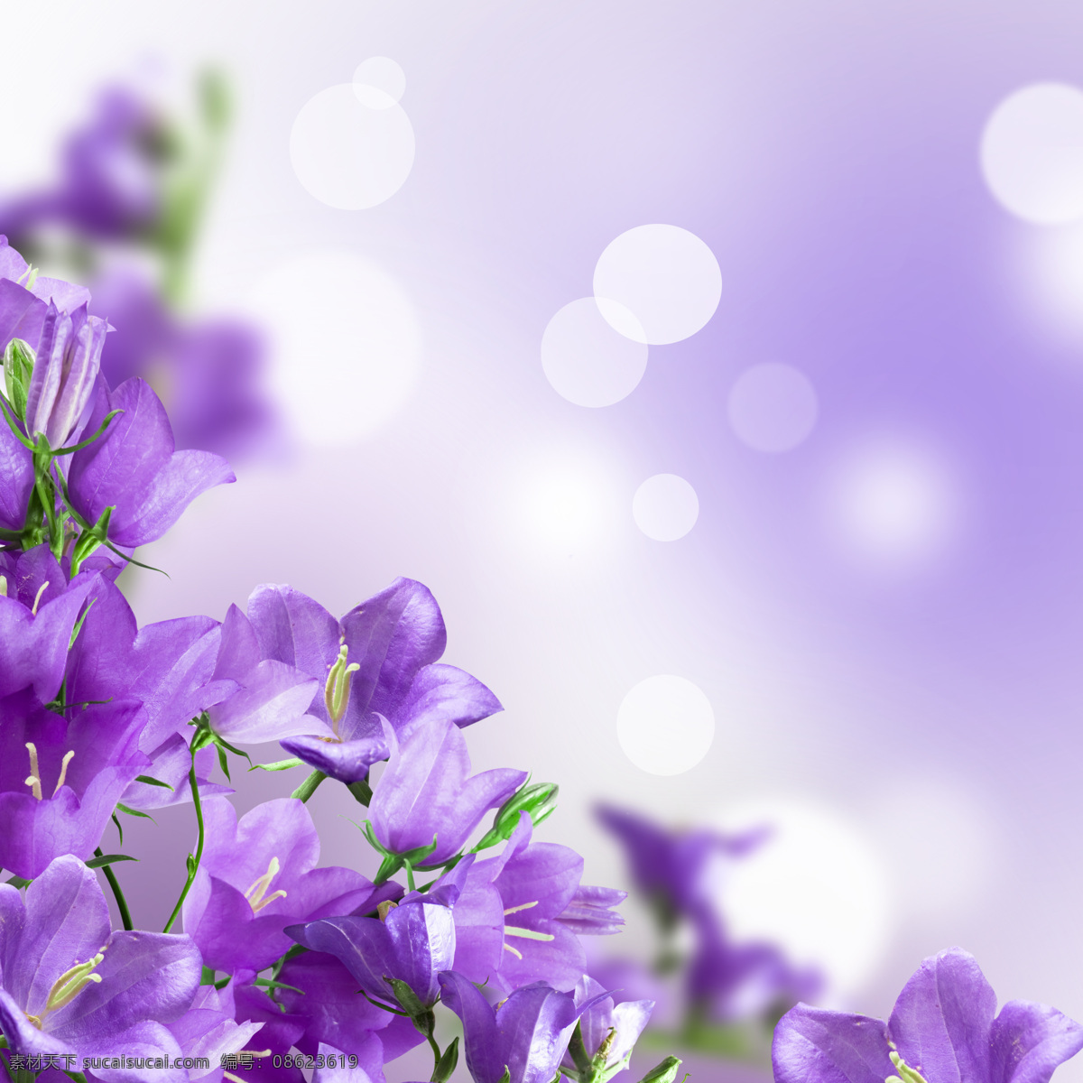 紫色 花朵 风铃草 花卉 唯美花朵 紫色花朵 背景图片