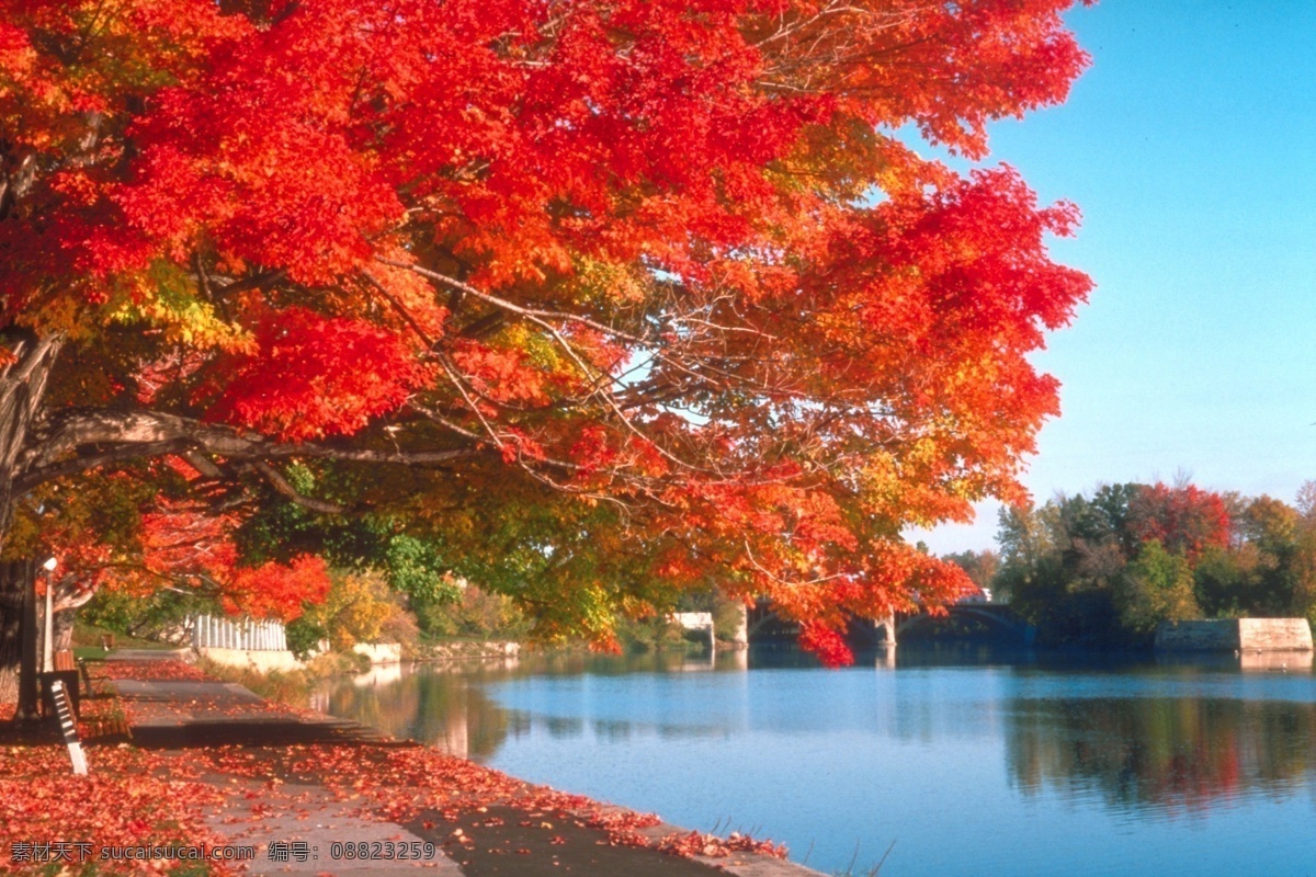 秋天的景色 湖水 红色枫树林 自然景观 山水风景 秋天的风景 摄影图库