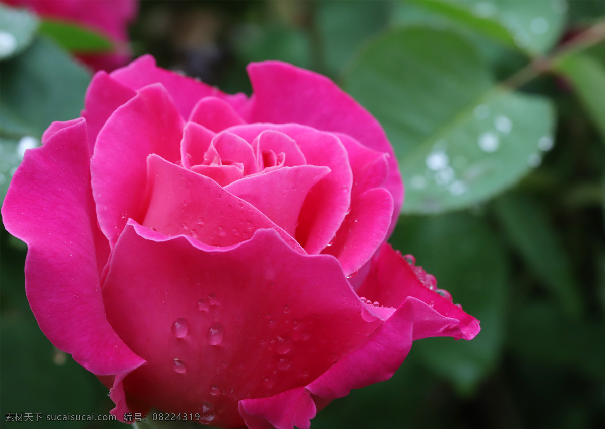玫瑰花 红玫瑰 黄玫瑰 白玫瑰 粉玫瑰 花朵 花苞 花骨朵 花卉 水珠 露珠 花草 壁纸 植物 特写 花瓣 花枝 花心 绿叶 叶子 叶片 花叶