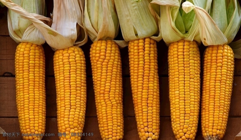 蔬菜 食品 玉米籽粒 黄色 健康 甜玉米 新鲜 收获 农业 秋季 玉米棒 谷物 玉米干 玉米粒 生物世界