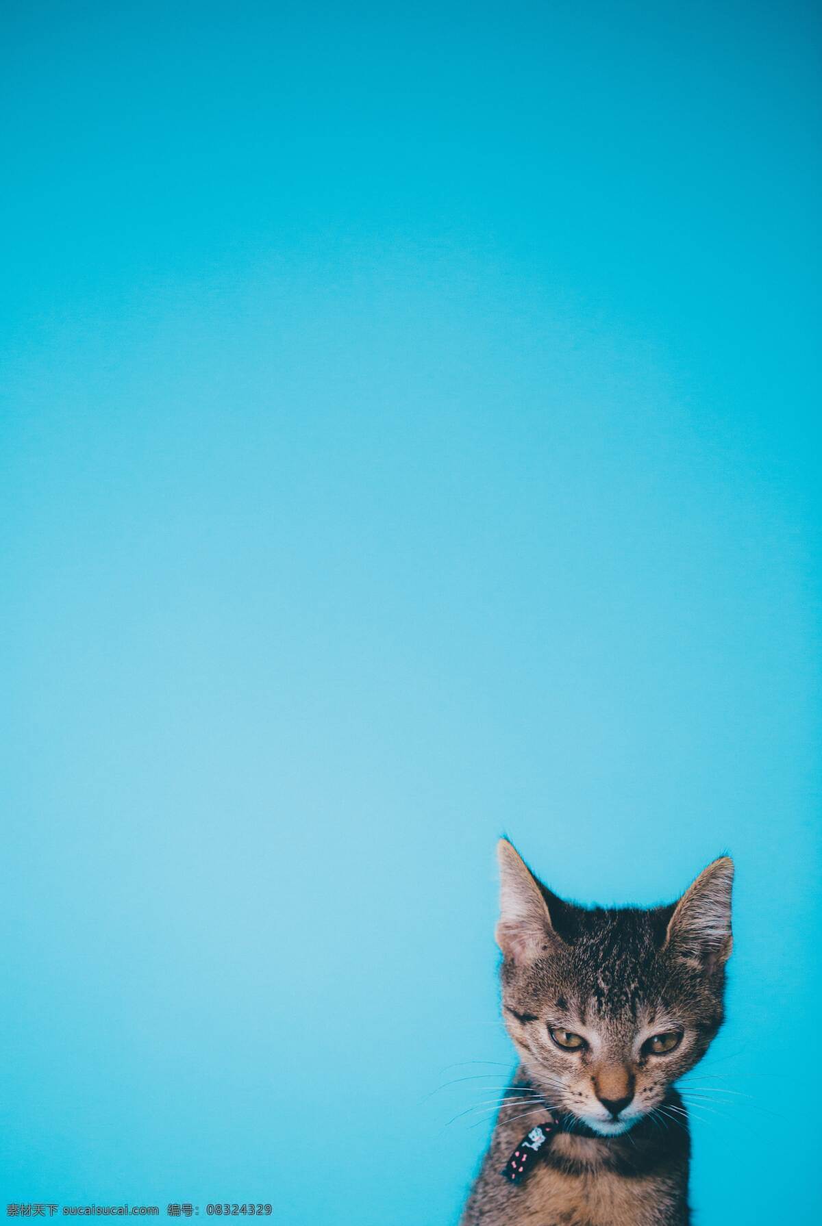 喵星人 猫 蓝色 深蓝 白色 背景 生物世界 家禽家畜