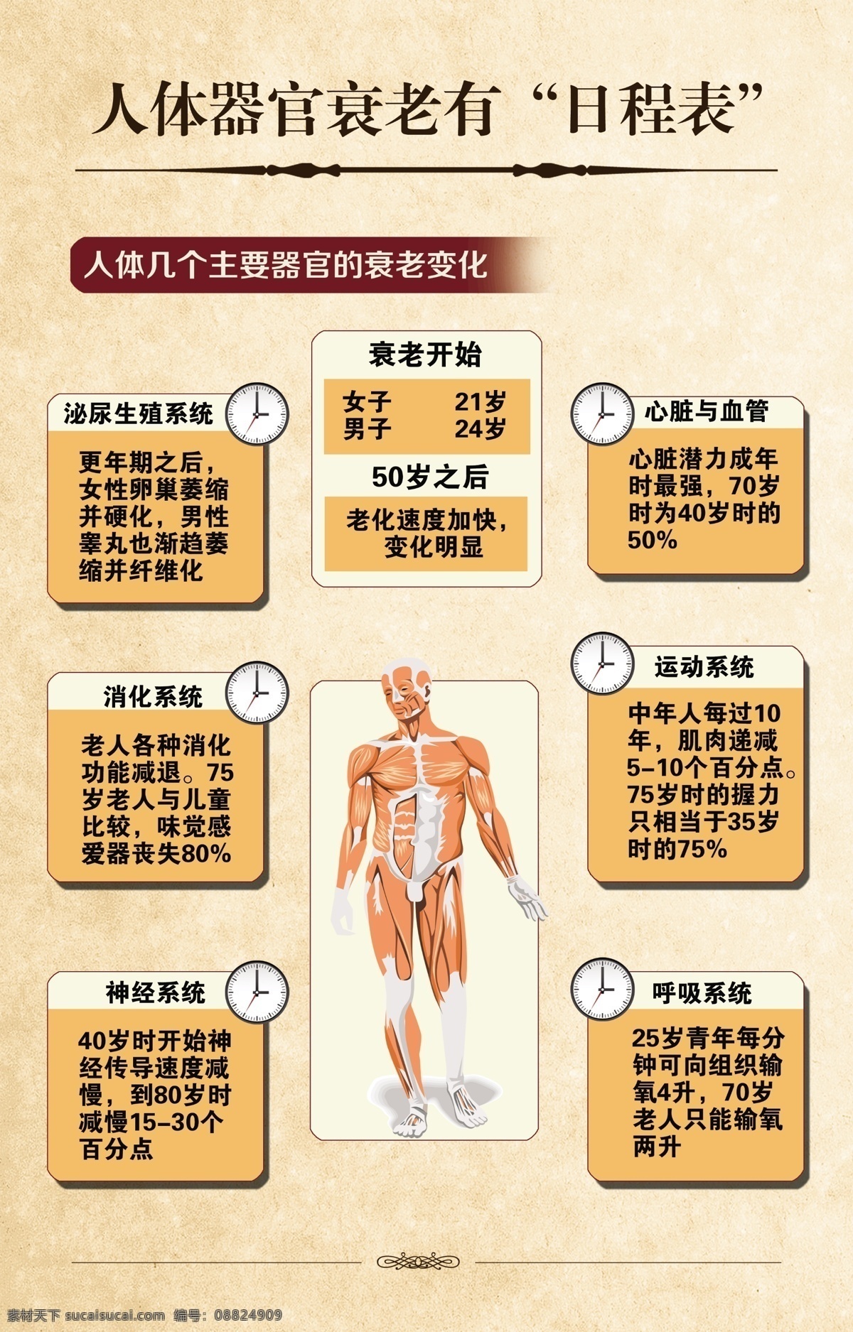 人体衰老 人体肌肉组织 钟表 人体器官衰老 中医黄色背景 设计模型 生活百科 医疗保健