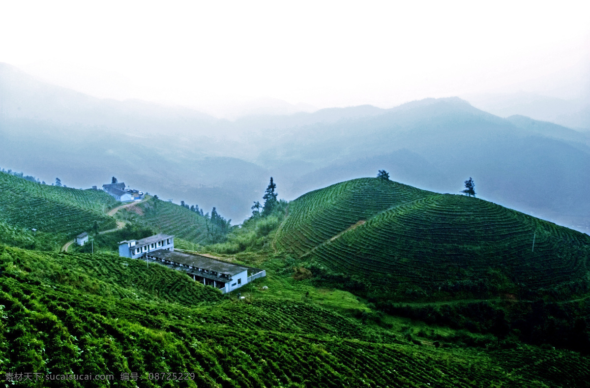 茶园 高山 梯田 云雾 自然景观 山水风景 摄影图库