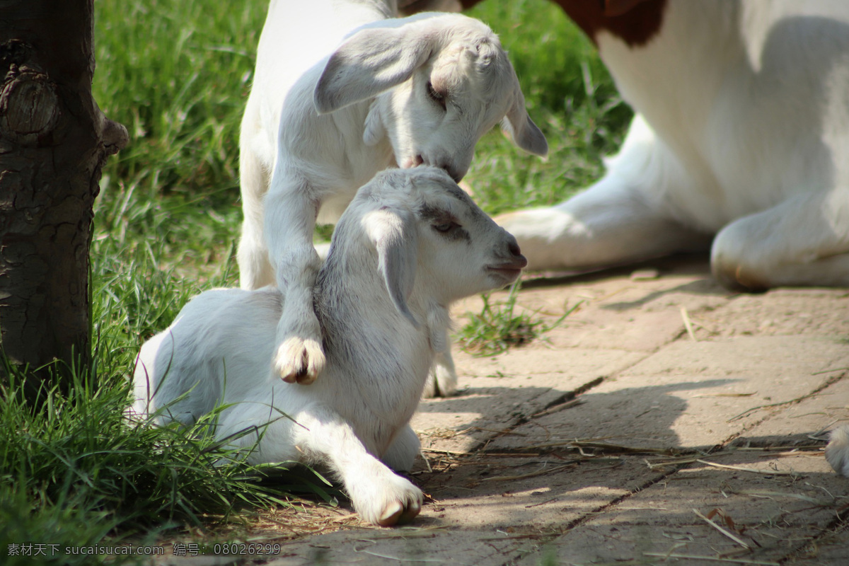 山羊 绵羊 湖羊 岩羊 动物 ram sheep goat 哺乳动物 野山羊 盘羊