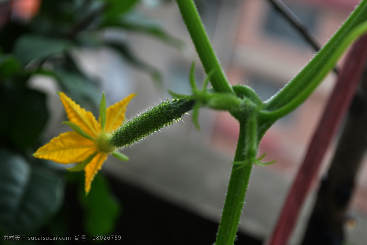 黄瓜 植物 黄瓜藤 小黄瓜 黄瓜花 蔬菜 黄瓜种植 花草 生物世界