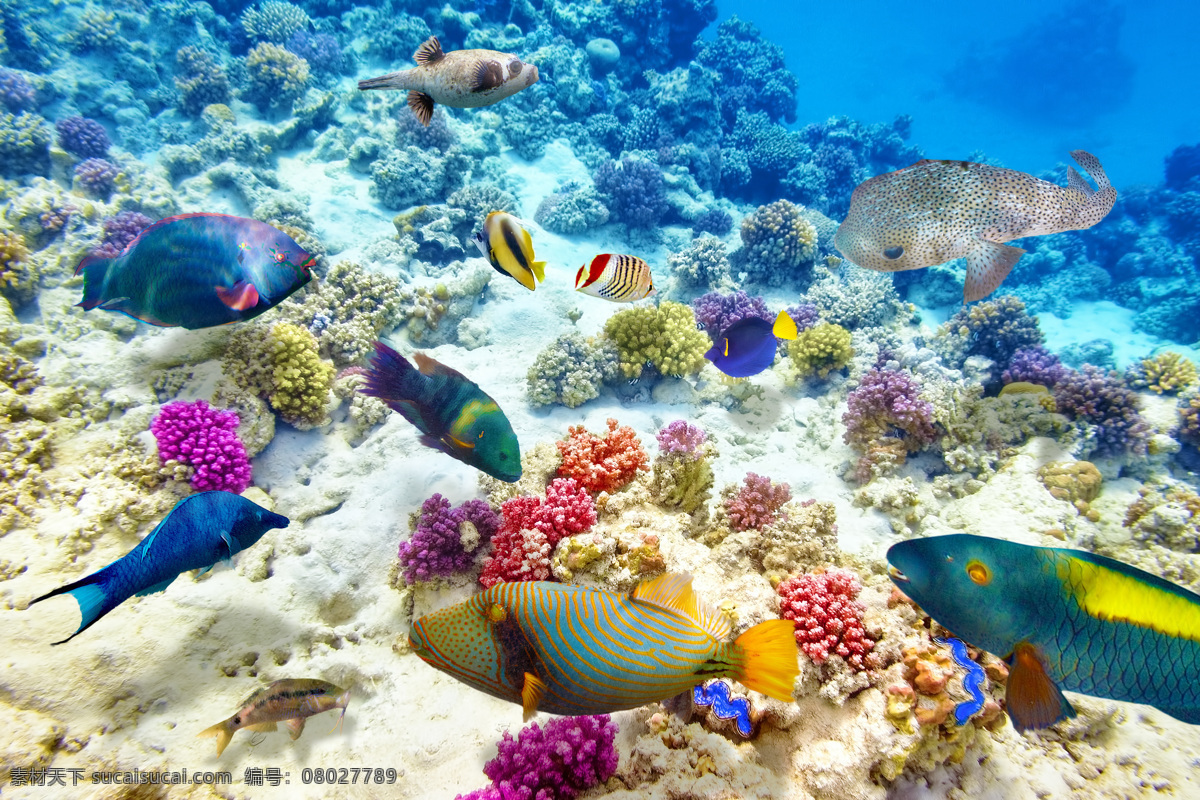 海洋世界 海底世界 海洋馆 海底 海洋 海豚 海底背景 海洋背景 海底鱼群 海洋生物 海底鱼 海洋鱼 海底生物 海底潜水 海底珊瑚 海底鱼类 海洋公园 海洋动物 海洋鱼类 水下 潜水 热带 珊瑚 珊瑚礁 色彩斑斓 鱼群 热带鱼 水族馆 观赏鱼 海水鱼 海水观赏鱼 动物 生物世界