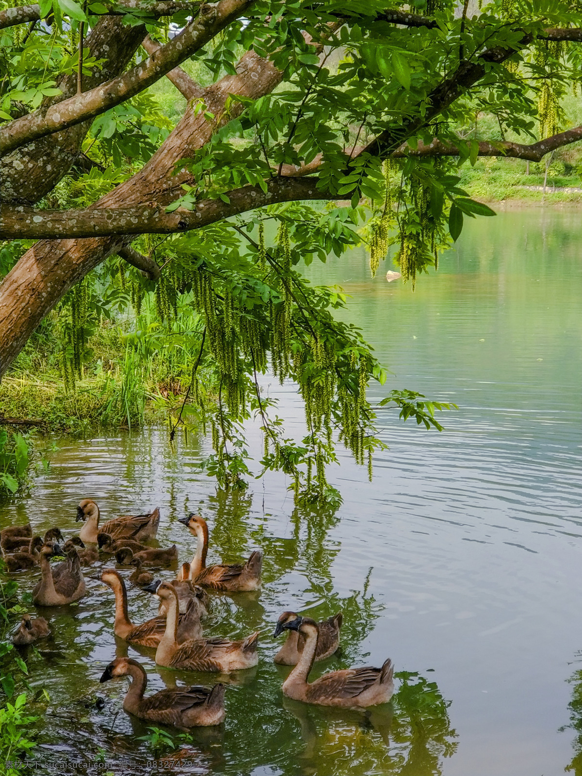 鹅 鹅群 水边的鹅群 水上的鹅 树下的鹅群 生物世界 家禽家畜