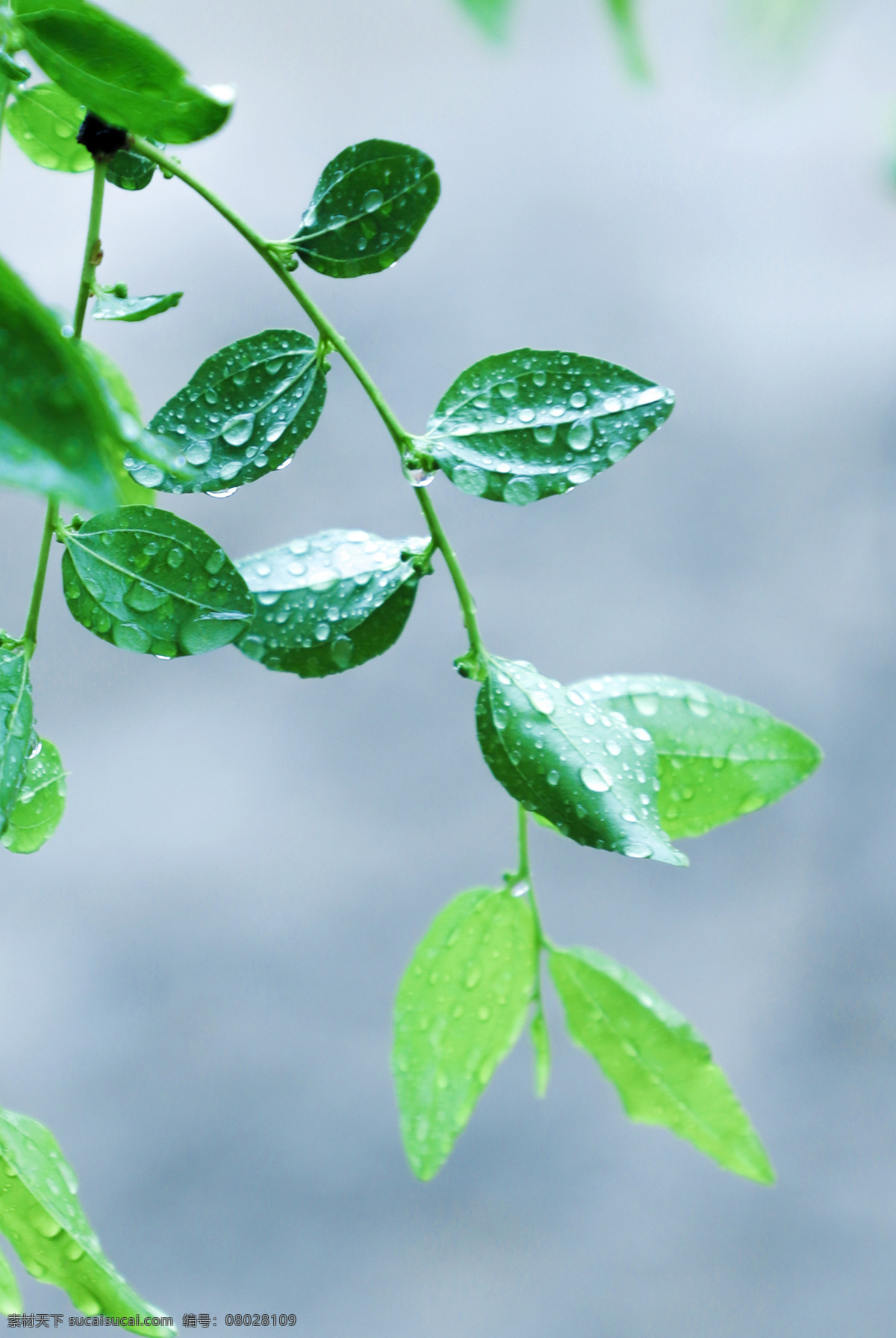 雨天 树叶 雨滴 露水 绿叶 雨水 叶子 生物世界 树木树叶