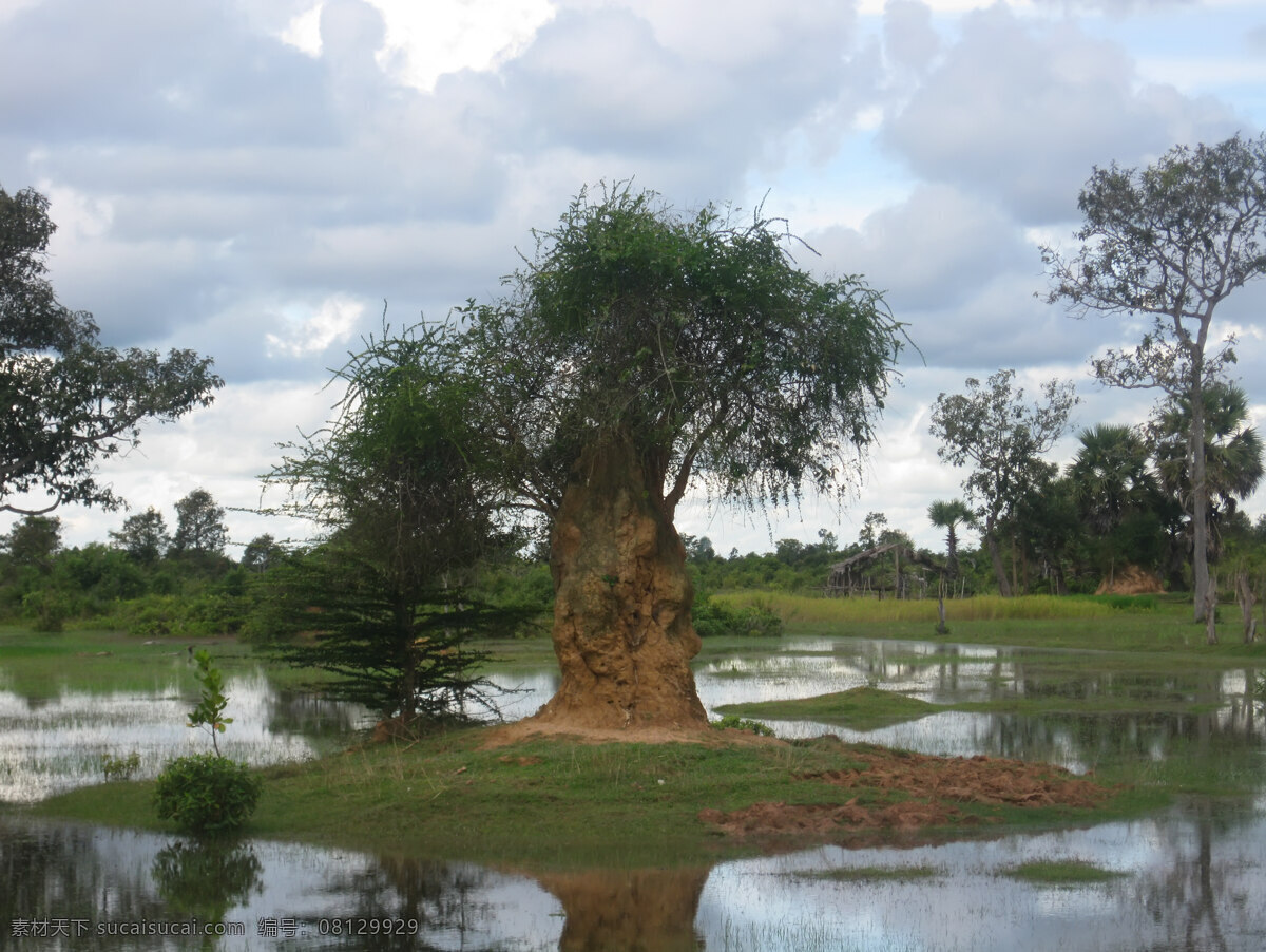 柬埔寨 自然观 生物世界