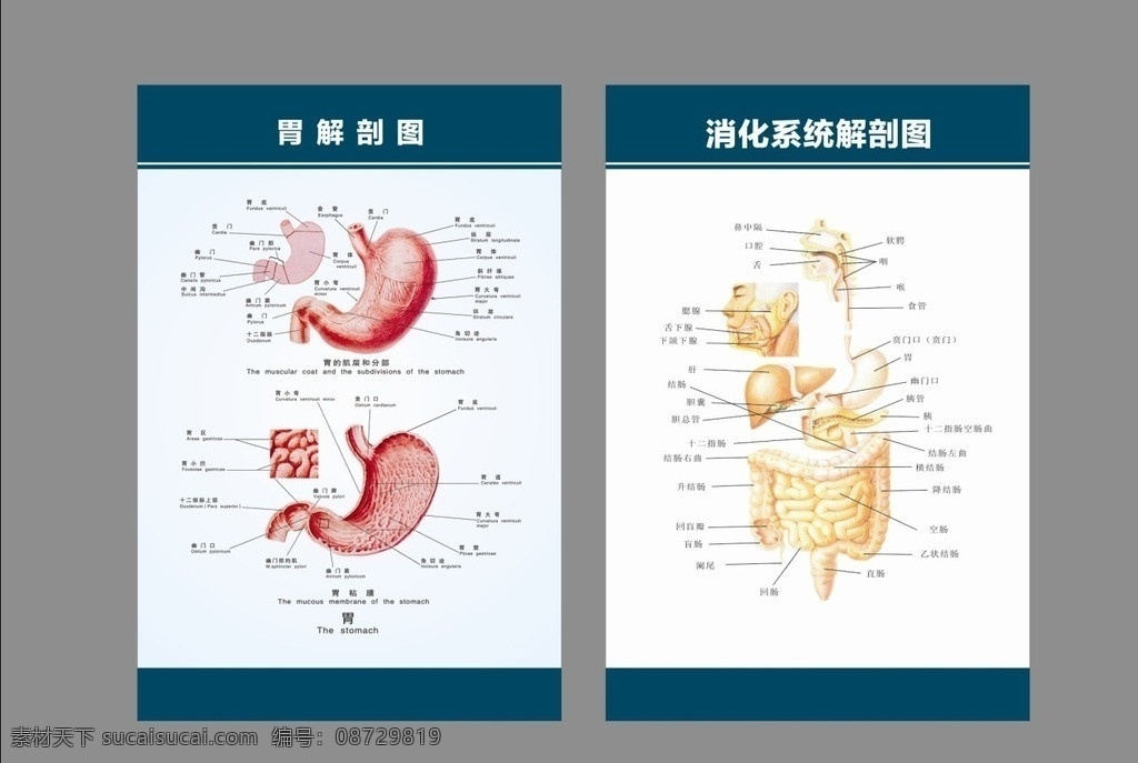 胃肠 消化系统 解剖 展板 胃 解剖图 脏器解剖 肝脏 挂图 医院展板 矢量 医院挂图 医院 消化 内科 消化内科 咽喉 肠 肠胃 疾病 展板模板