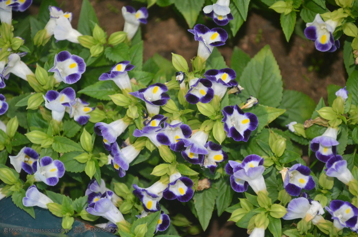 夏堇 花卉 蓝猪耳 花公草 一年生草本 花顶生 花色有白 紫红或紫蓝 喉部有斑点 花卉系列 生物世界 花草