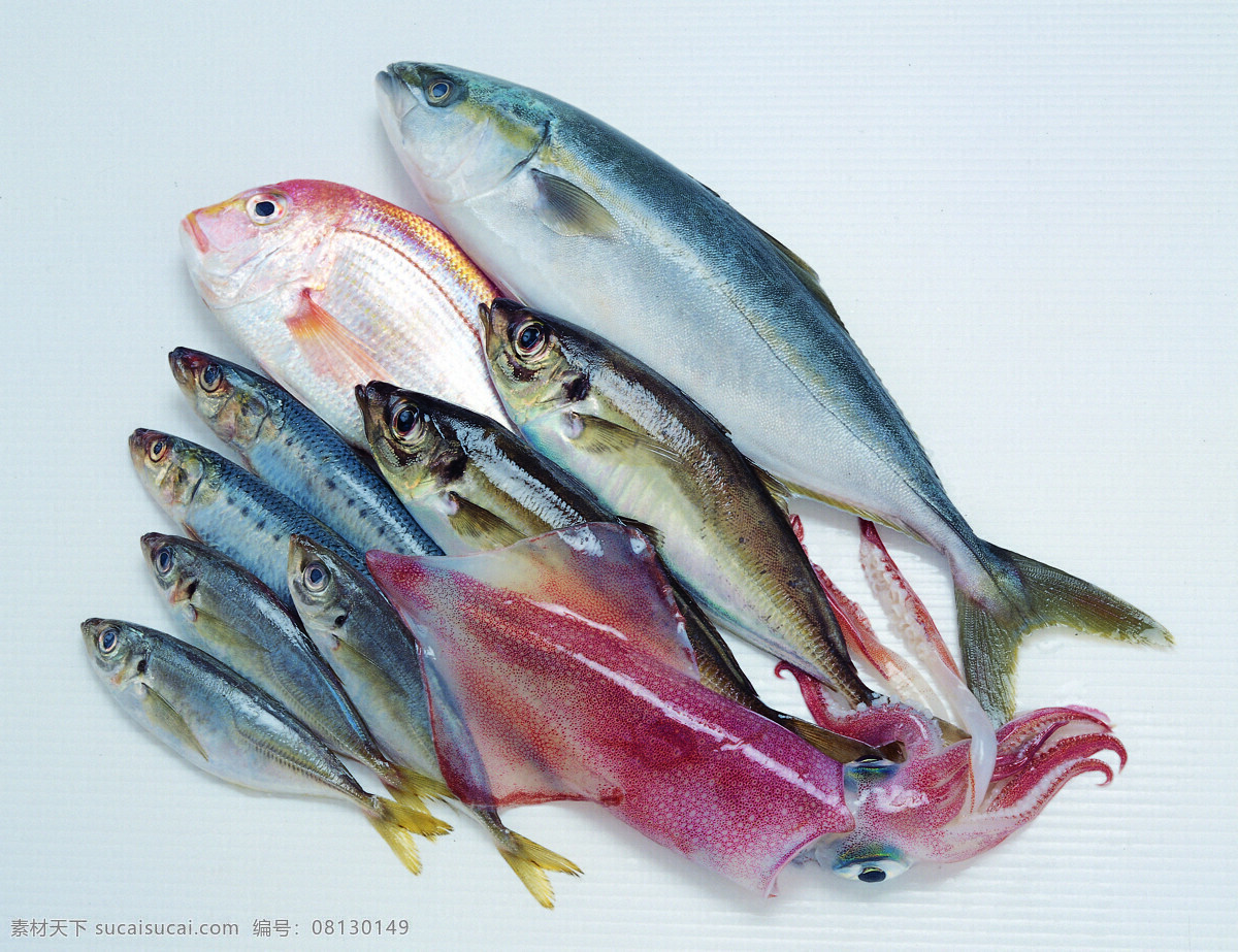 全球 首席 大百科 海鲜 螃蟹 乌贼 鱼 章鱼 牡蛎 蛤蜊 生物世界