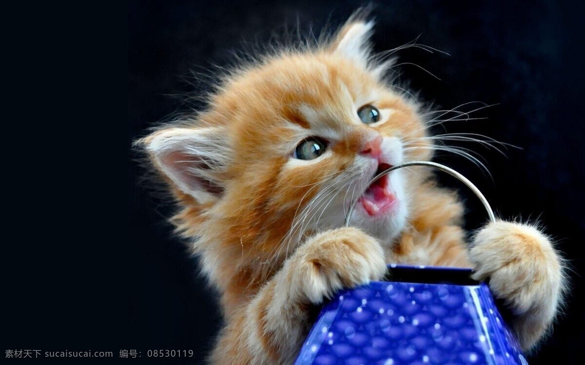 猫咪 小猫 花猫 咪咪 黑猫 白猫 夜猫子 暹罗猫 布偶猫 折耳猫 英国短毛猫 波斯猫 蓝猫 挪威森林猫 孟买猫 缅因猫 伯曼猫 斯芬克斯猫 缅甸猫 新加坡猫 土耳其梵猫 狸花猫 短尾猫 森林猫 日本短尾猫 巴厘猫 安哥拉猫 奥西猫 卷毛猫 呵叻猫 刚毛猫 东方猫 猫 生物世界 野生动物