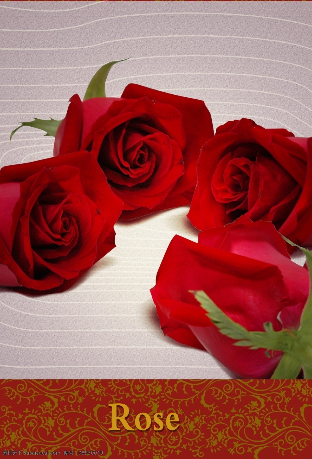 rose 高清 精美底纹 四朵玫瑰 psd源文件