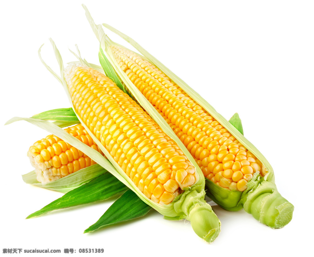 蔬菜 健康 营养 玉米棒 食物 食品 粮食 农产品 包谷 金黄色玉米 玉米地 新鲜玉米 新鲜包谷 新玉米 新上市玉米 苞谷 高清玉米特写 高清玉米 生物世界