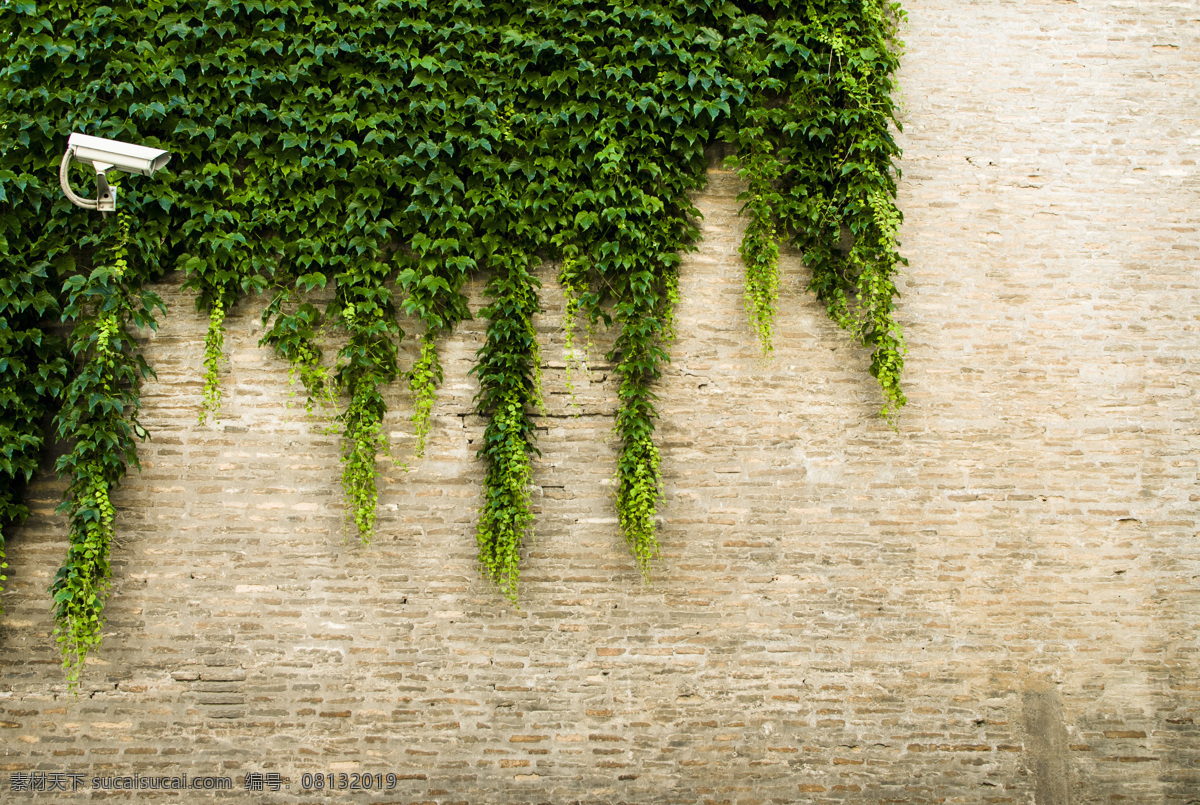 植被墙 绿色植物 爬山虎 绿植 生命 活力 健康 向上 古老城墙 生物世界 树木树叶