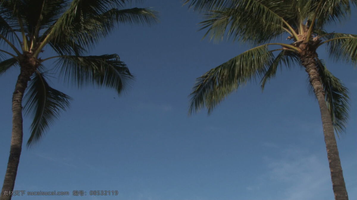 晴朗 蓝天 股票 视频 两 棵 棕榈树 蓝色的 鸟 视频免费下载 天空 夏威夷 棕榈树在两个 明确的 其他视频