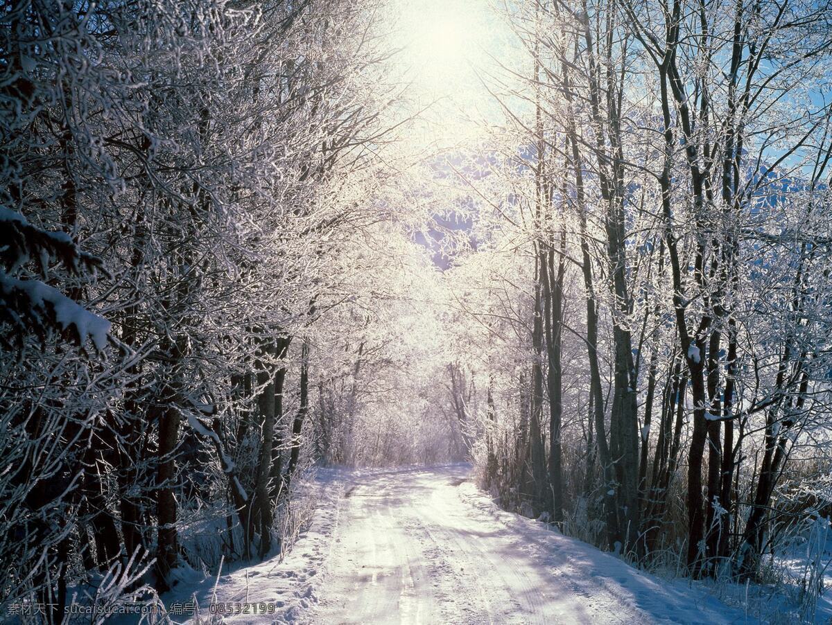 美丽 阳光 雪景 马路 树木 风景 生活 旅游餐饮