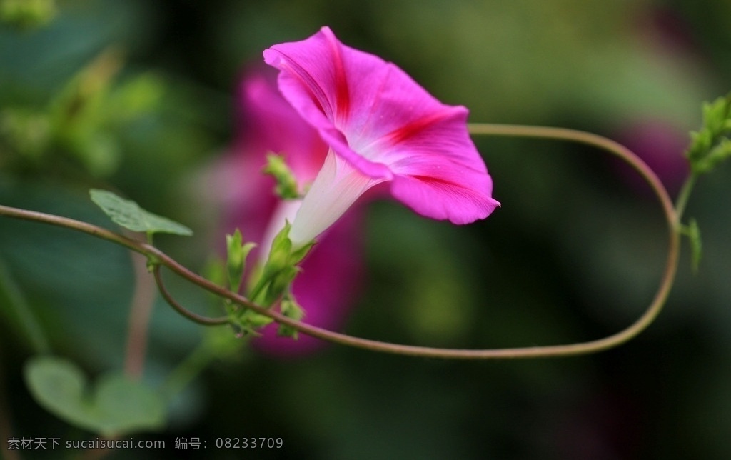牵牛花 喇叭花 鲜花 花朵 花草 植物 园艺 观赏植物 绿植 花草植物树木 生物世界