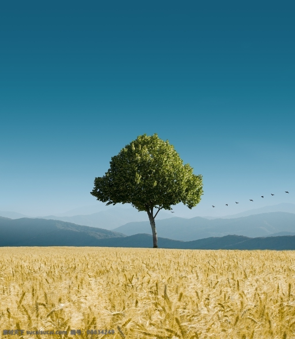 麦子图片 麦子 麦迪 山脉 树木 麦田 丰收季 蓝天 白云 美景 风景 自然景观 自然风景