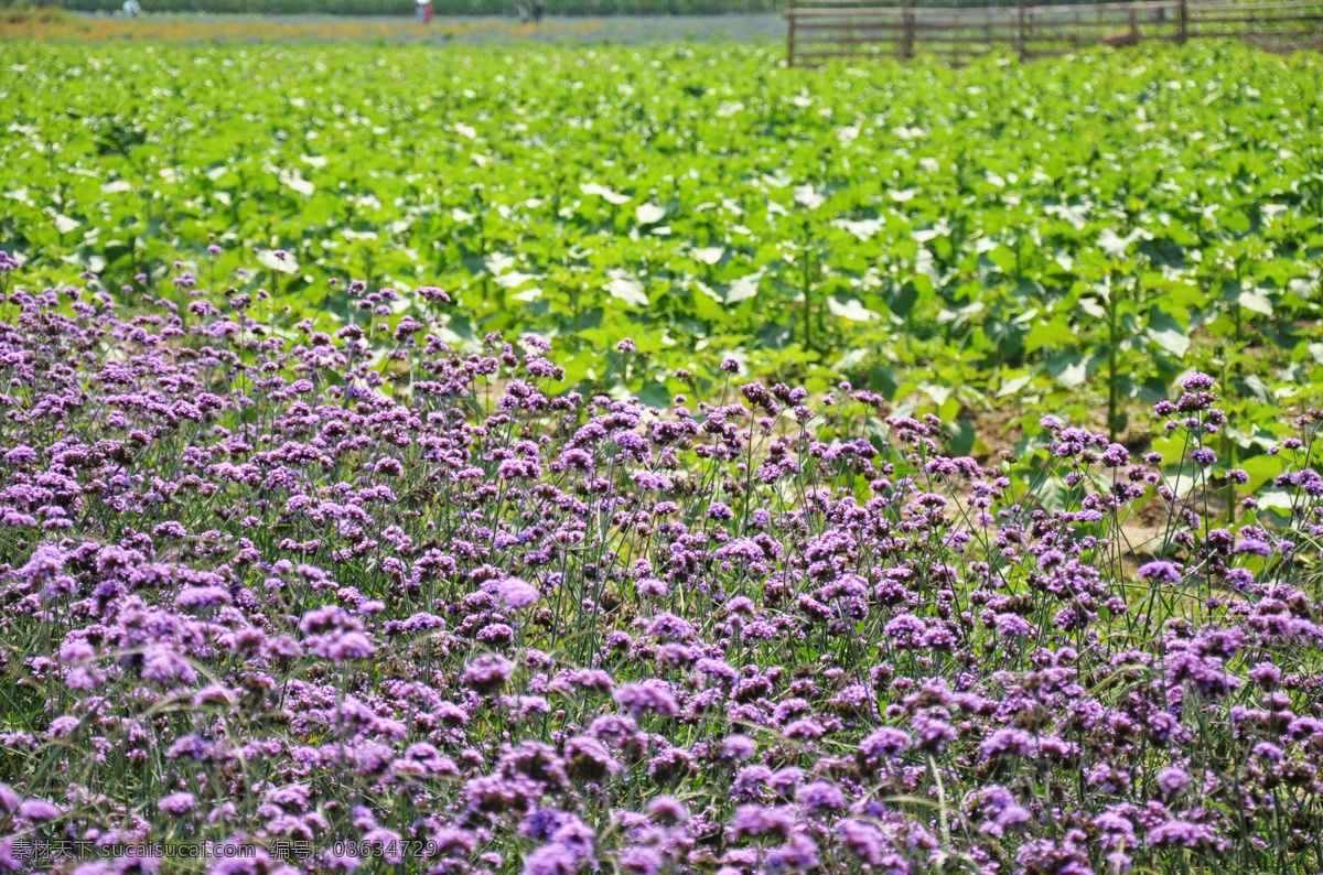 布拉格 农场 迷迭香 布拉格农场 花 紫色 静物 花卉 花海 花草 生物世界