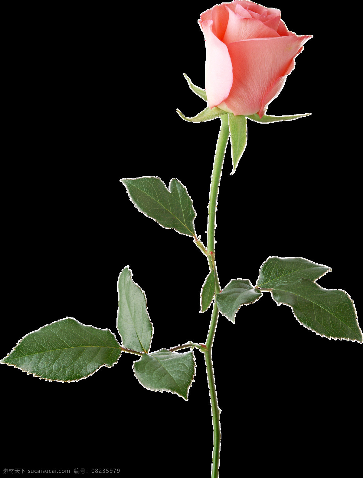 枝 新鲜 娇艳 玫瑰花 透明 装饰 粉红色 花刺 绿叶 免扣素材 透明素材 鲜花 装饰图片