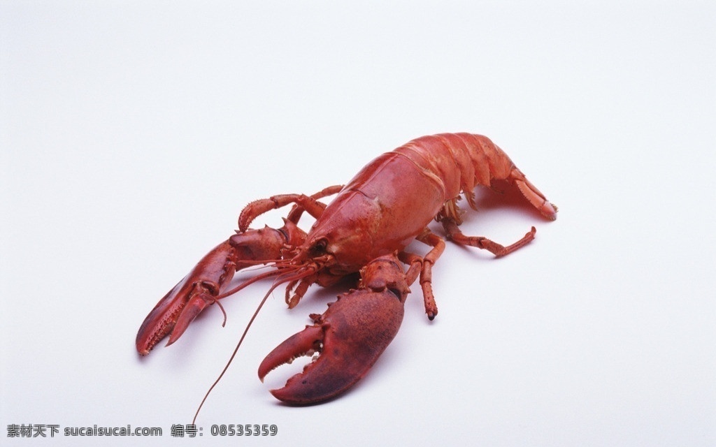 龙虾 小龙虾 大龙虾 澳州龙虾 虾 动物摄影 家禽家畜 生物世界