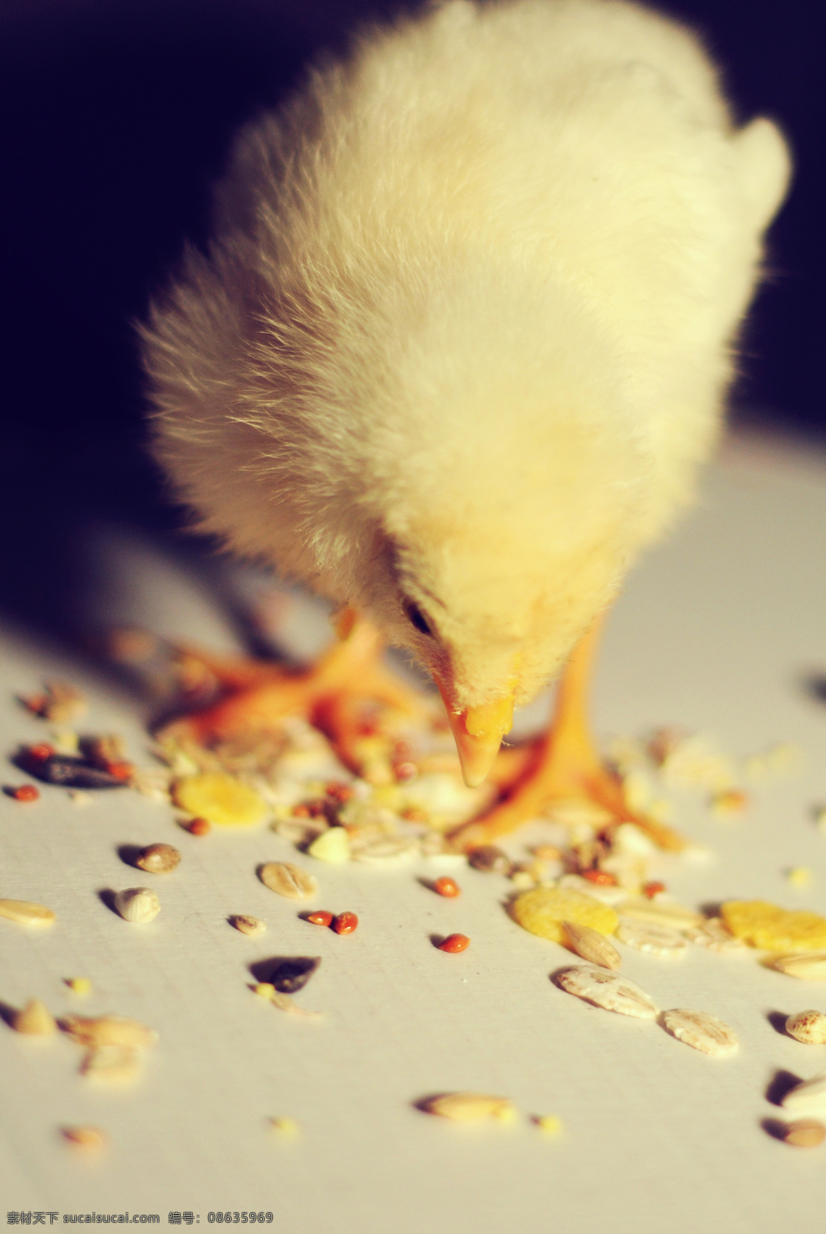 宠物 动物 动物摄影 鸡 可爱 母鸡 鸟类 小鸡 吃 米图 片 小鸡吃米 养鸡 养殖业 家禽家畜宠物 黄毛鸡 鸡仔 生物世界 矢量图 日常生活