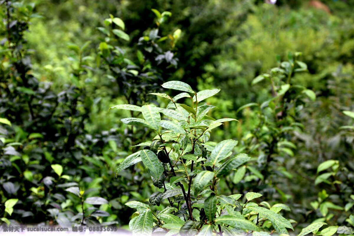 大茶树 古茶 老茶树 古树茶 茶芽 茶叶 生物世界 树木树叶
