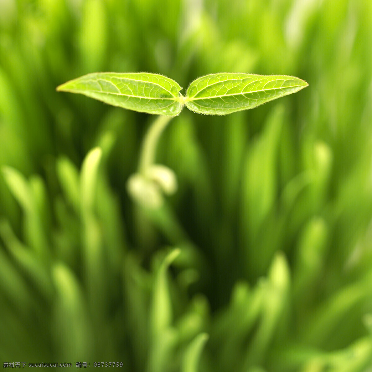绿色 幼苗 叶子 特写 植物 健康 成长 希望 清新 出土 新生 象征 种子 茁状成长 向上 发芽 呵护 培养 生命力 培育 滋润 自然 高清图片 花草树木 生物世界