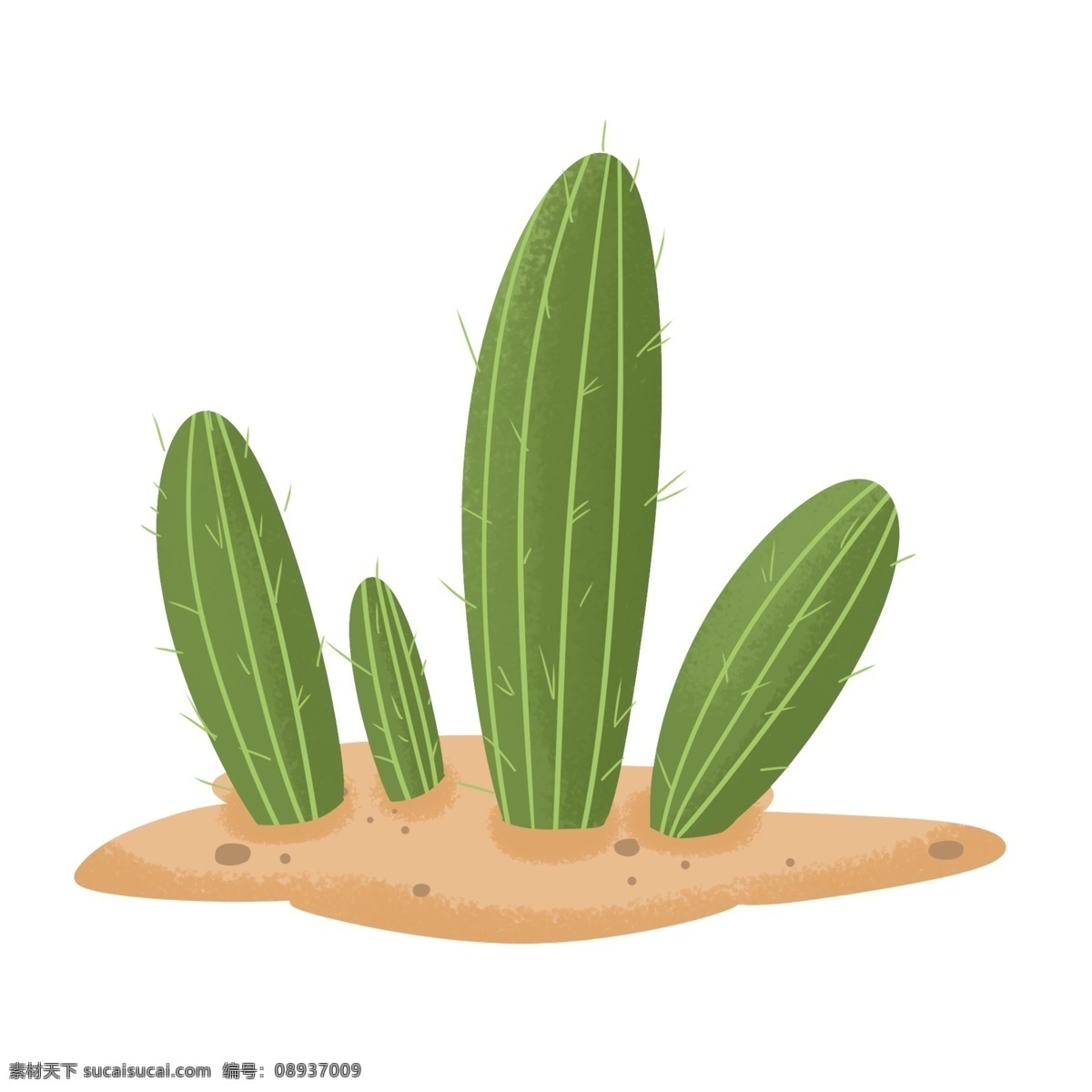 绿色 夏季 炎热 可爱 仙人掌 植物