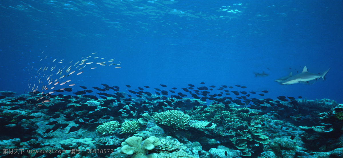海底 鱼群 蓝色 珊瑚 深海 生物世界 海洋生物