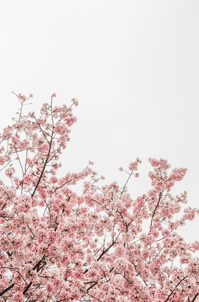 花 春天桃花 桃花树 桃花花开 桃花枝条 花类 自然景观 田园风光