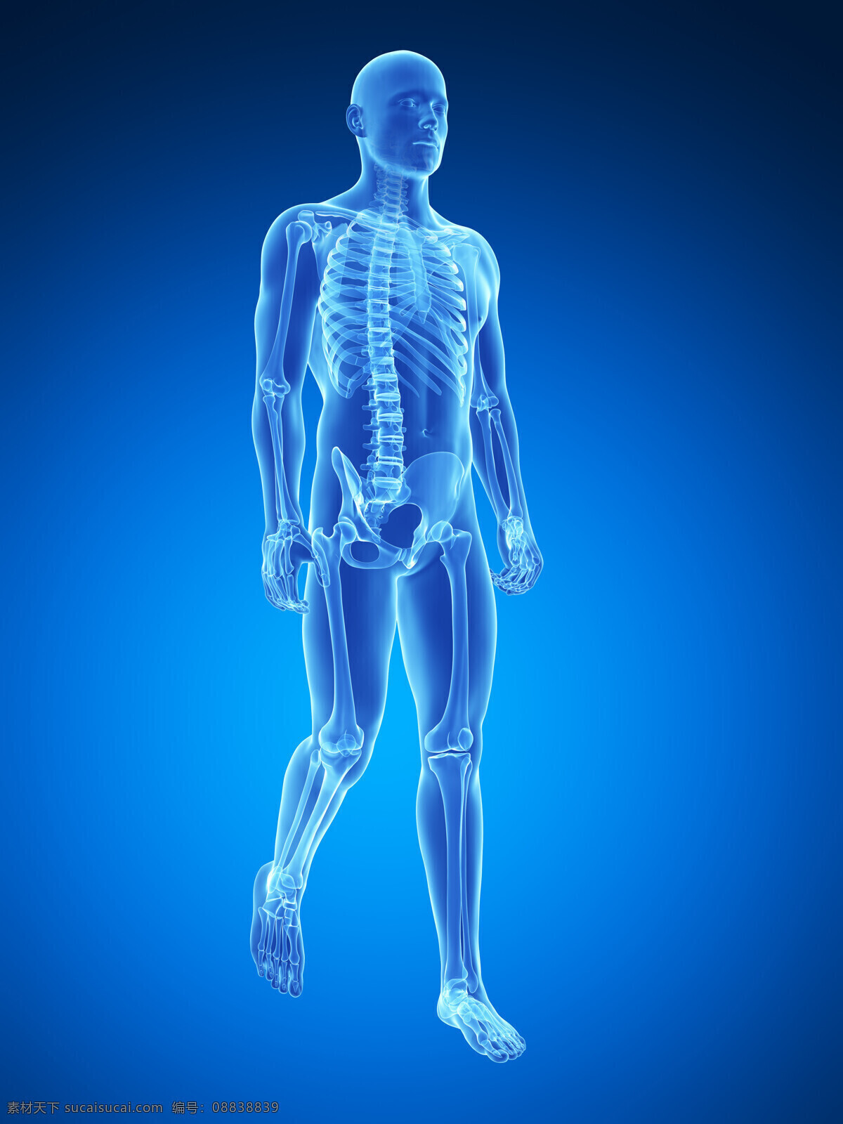 行走 男性 人体 骨骼 结构 男性骨骼 人体骨骼结构 骨骼组织 人体骨骼 人体器官 医疗 医学 医疗护理 现代科技