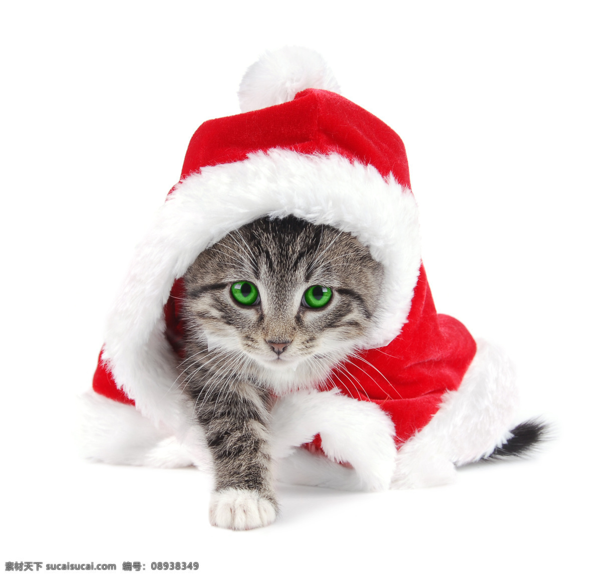 圣诞帽 猫咪免费下载 高清素材 公仔 节日礼物 节日素材 猫咪 设计素材 圣诞树 其他节日