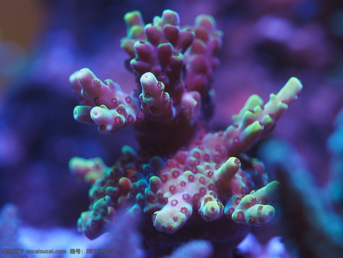 sps 硬骨 珊瑚 小水螅体 海水缸 生物世界 海洋生物