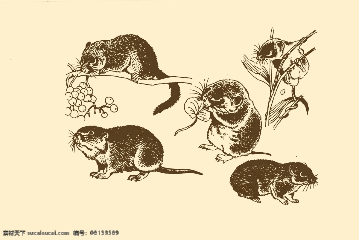 动物图案 老鼠 卡通 动物 纹样 图案 白描 简笔画 儿童画 鼠 鼠年 分层 源文件