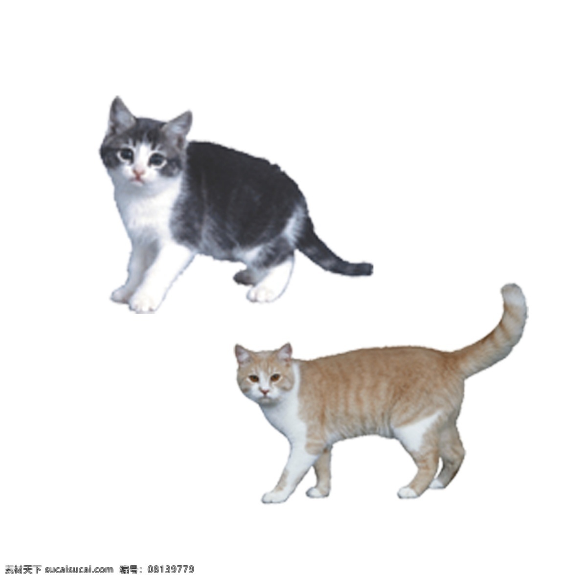 猫免费下载 猫 猫咪 小动物 小猫 花猫 喵星人